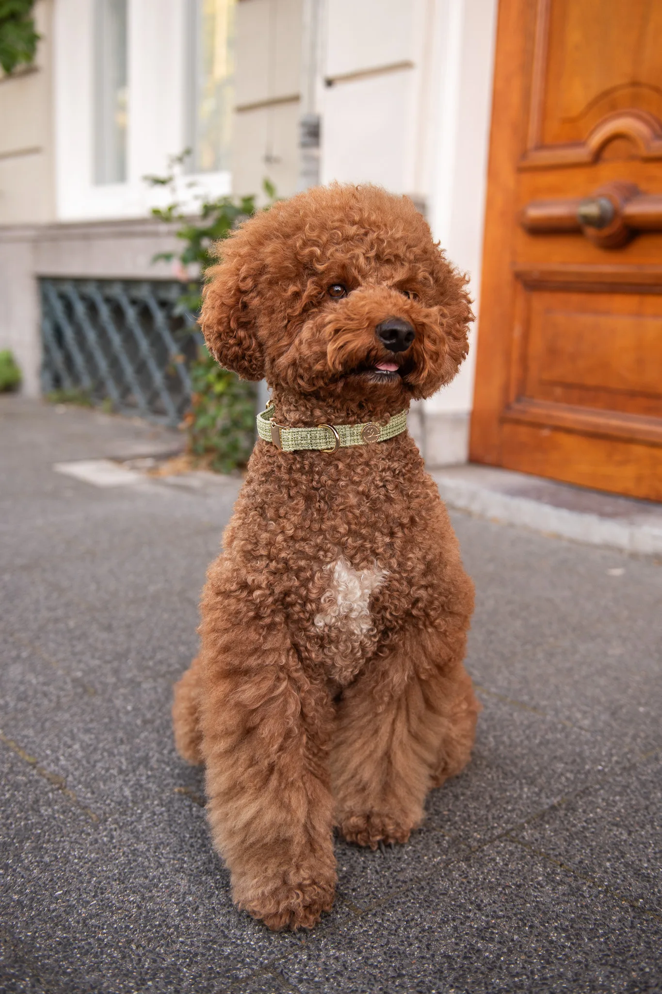 Floofs & Cookies - Kae Collar - Afbeelding 3