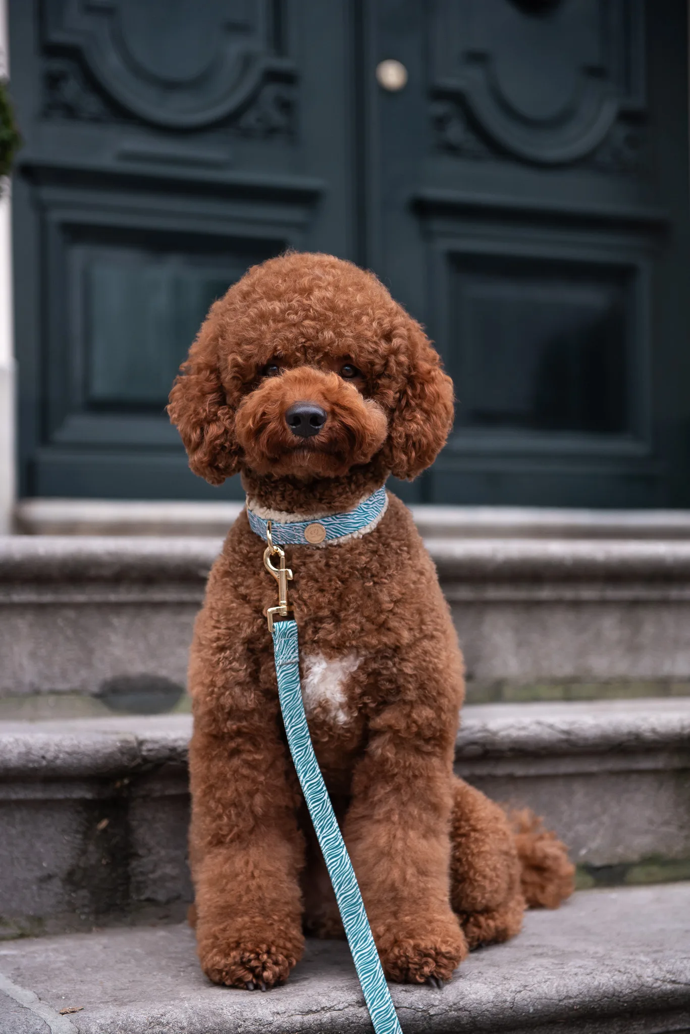 Floofs & Cookies - Nobu Collar
