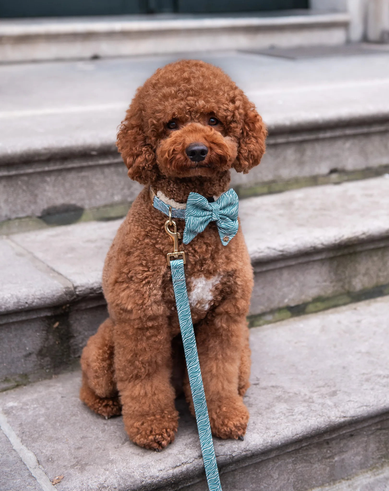 Floofs & Cookies - Nobu Collar - Afbeelding 2