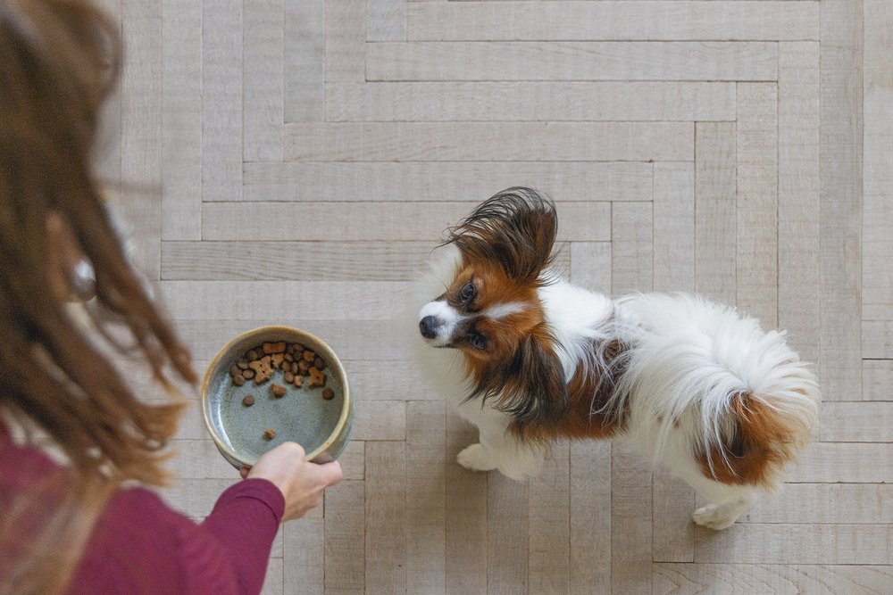 Designed by Lotte Eetbak Jace – Hondenvoerbak – Keramiek – Groen - Afbeelding 3