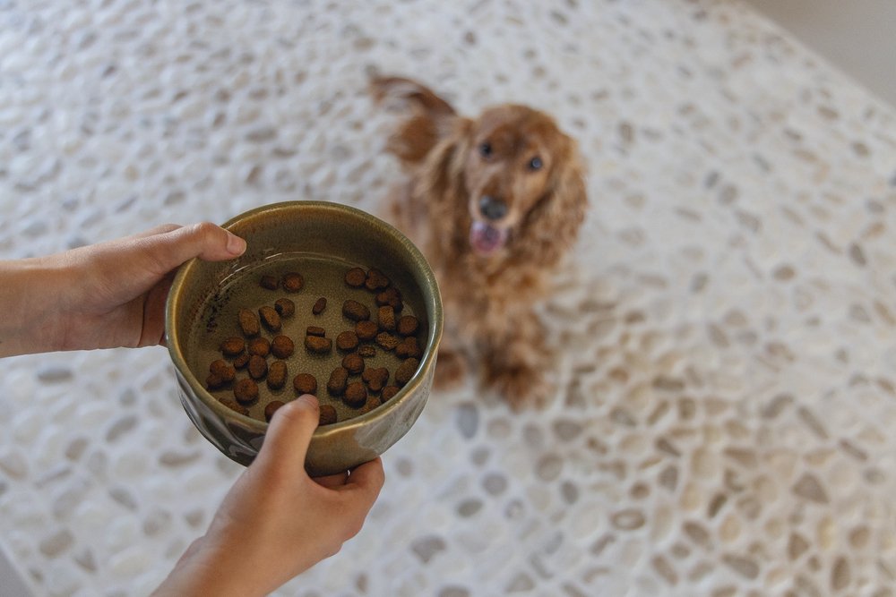 Designed by Lotte Eetbak Jace – Hondenvoerbak – Keramiek – Groen - Afbeelding 2