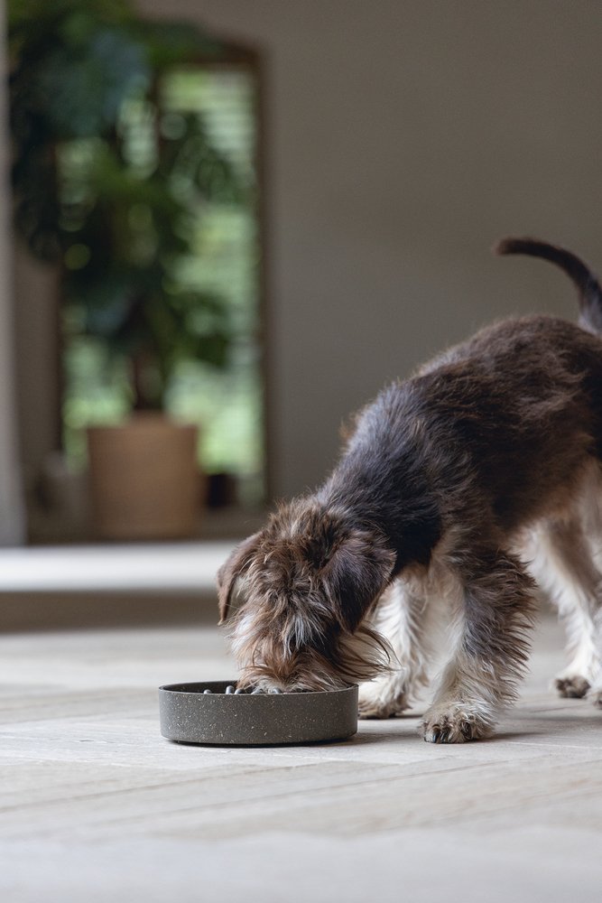 Designed by Lotte Anti Schrokbak Pom – Hondenvoerbak – Bamboo – Grijs - 30 % korting - Afbeelding 7